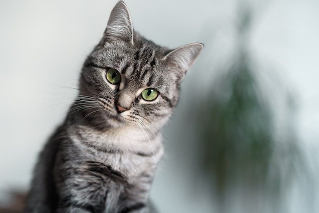 こちらを見つめるかわいらしい猫