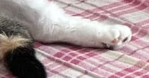 部屋に入った瞬間『くつろぐ猫』を見て大爆笑…まさかの『おっさんすぎる光景』に１万いいね「背中にチャックありそう」「社長感」
