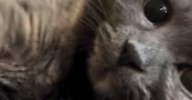『冷蔵庫の上にいる猫』を撮ろうとカメラを向けたら…次の瞬間→予想外の『アイドルのような行動』に１万いいね「ファンサ頂いたｗ」「きゃあ」