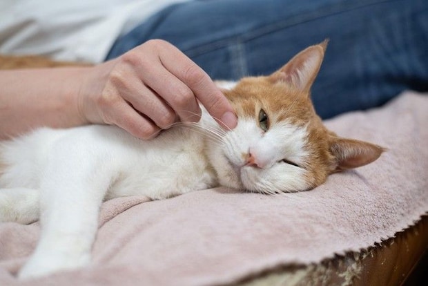 撫でられる猫