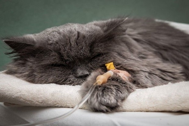 治療中の猫のイメージ