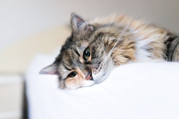 落ち込んだ顔をする猫