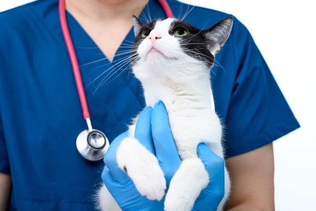 獣医師に抱っこされる猫のイメージ