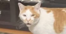 長く鳴いていた猫→鳴き終わった瞬間に『家族みんなで褒めてみた』結果…まさかのリアクションに「反応が良すぎるｗ」「わかりやすい」と反響
