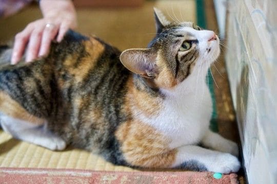 猫が『おしりトントン』でうっとりする理由3選　要求してくるのはなぜ？応え方のコツも