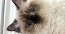『ケージの上で寝ている猫』を見たら、ありえない体勢で…まさかの光景に２万いいね「筋肉がプルプルしそうｗ」「体幹がしっかりしてる」
