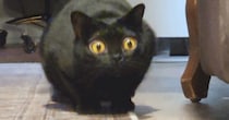 ターゲットをロックオンした黒猫→次の瞬間、目が信じられないほど大きく変化して…想像を超える光景に「目が本当にすごい」「AIかと思った」