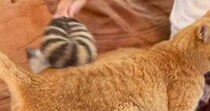背中をブラッシングしてもらっている茶トラ猫→『お腹の下』を見ると…笑ってしまう『まさかの瞬間』に２万いいね「重なってるｗ」