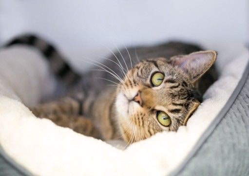 猫と『一緒に寝ない』ことを選ぶメリット5つ トラブル予防につながる理由や寝る場所を分けるコツ