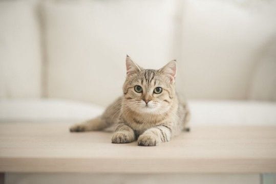 猫がかかりやすい『ホルモンの病気』3選 考えられる原因や主な症状、治療法まで解説