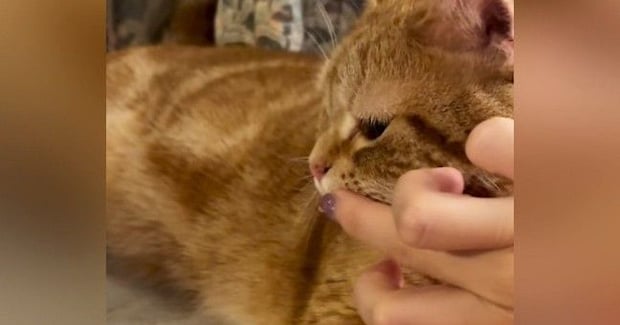 猫に水を飲んでほしい飼い主がとった作戦とは…あまりにも可愛い展開が132万再生「夏も教えてあげたらいいのかw」「天才すぎる」と絶賛