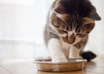 猫が『食器からご飯を出して食べる』ときの理由4つ　食べにくさが原因？見直したいポイントも