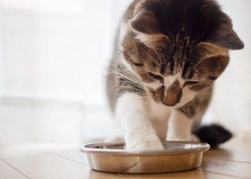 猫が『食器からご飯を出して食べる』ときの理由4つ 食べにくさが原因?見直したいポイントも