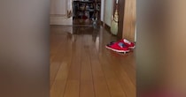 飼い主が帰宅すると、廊下の奥から『小さな子猫』が…たまらなく可愛い『お出迎え』に１万いいね「小走りなの嬉しすぎる」「最高のごほうび」