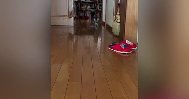 飼い主が帰宅すると、廊下の奥から『小さな子猫』が…たまらなく可愛い『お出迎え』に1万いいね「小走りなの嬉しすぎる」「最高のごほうび」