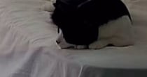 お留守番が苦手だった元野良猫→家に迎えてから5か月が経つと、ベッドの上で…心温まる光景が14万再生「なんて愛おしい」「人間みたいｗ」
