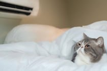 猫が快適に感じる『室温・湿度』は何度？　季節別のポイントや環境の整え方まで