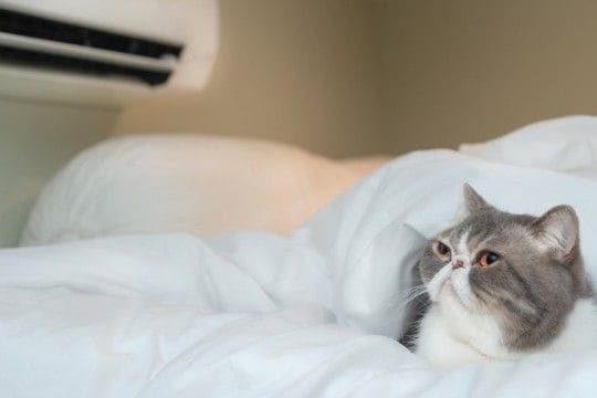 猫が快適に感じる『室温・湿度』は何度? 季節別のポイントや環境の整え方まで