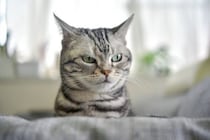 猫が『反抗期』に突入したときのサイン3つ　どんな変化が表れるの？上手な接し方まで
