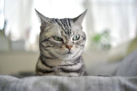 猫が『反抗期』に突入したときのサイン3つ どんな変化が表れるの?上手な接し方まで
