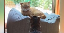 猫を連れて帰省→実家の猫とのやり取りを見ていると…他人の家とは思えない『まさかの光景』が221万再生「図々しいｗ」「フェードアウトｗ」