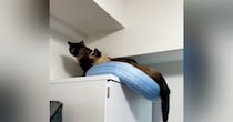 『落ちそうになっていた猫』を救出しようとした結果…同居猫による『裏切り』の瞬間に爆笑の声続出「心配した通りの展開ｗ」「決定的瞬間ｗ」