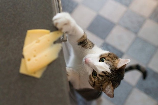 盗み食いしようとする猫