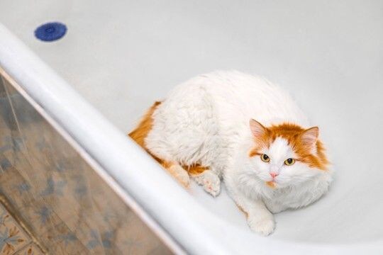猫が命を落としてしまう『家の中の危険物』5つ 起こりうるトラブルや安全を守るための対策方法