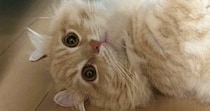 ふと『床に寝転がるネコ』を見たら…食べ物そっくりな『可愛すぎる光景』に２万いいね「しっぽが見事」「可愛くて食べられないｗ」