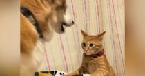犬にちょっかいをかけた猫→ブチギれられた結果…爆笑必至の『まさかの光景』が92万再生「釘が打たれていくみたいｗ」「珍しいタイプｗ」