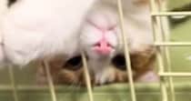 ハンモックでくつろぐ猫→『独特な体勢』で……「ナマケモノ見たのかなｗ」「なんちゅう格好ｗ」思わず笑ってしまう瞬間に反響