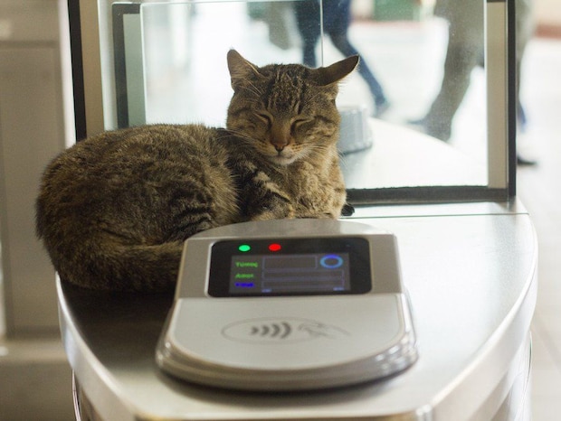 駅で休む猫