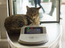 地元で人気の「駅猫」を救え！　高額な治療費のため募金活動が始まる　英国