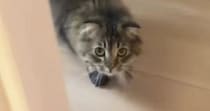 猫が『パック姿の飼い主』と遭遇した結果…あまりにも可愛らしい『リアクション』に爆笑「吹いたｗｗ」「顔覚えてるのかな」と29万再生