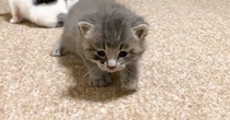 保護された赤ちゃん猫→よちよち歩きで近づいてくると…涙が出るほど『尊い光景』が45万再生「健気で可愛くて泣けてくる」「癒されまくった」