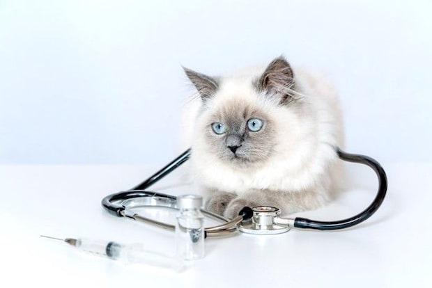 猫と聴診器