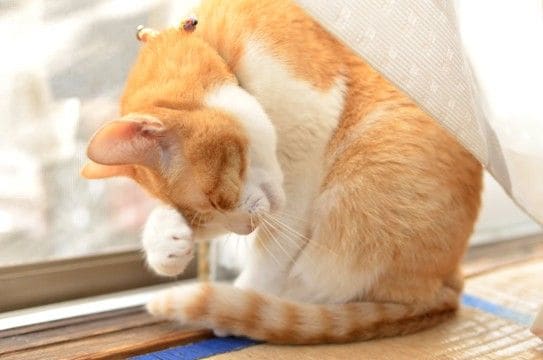 猫が寝るときにする『ナイトルーティン』7選 眠くなってきたサイン?行動の意味も解説
