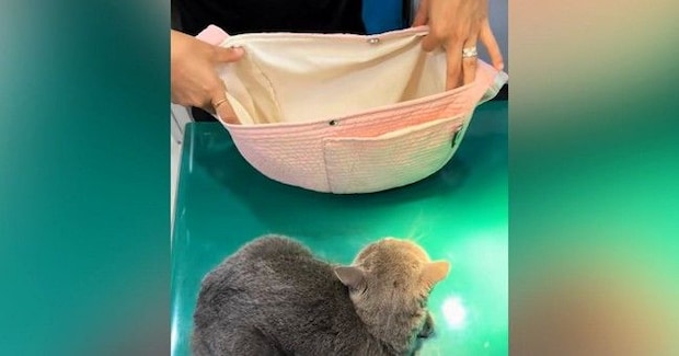 診察台の上でじっとしていた『病院嫌いの猫』…バッグを見せた瞬間の『可愛すぎる行動』が370万再生「全部が可愛い」「頑張ったねw」