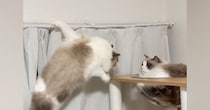 カーテンレールにしがみつく猫→少し離れたキャットタワーへ移ろうとして…「声出たｗ」「めちゃめちゃ笑った」まさかの光景が35万再生
