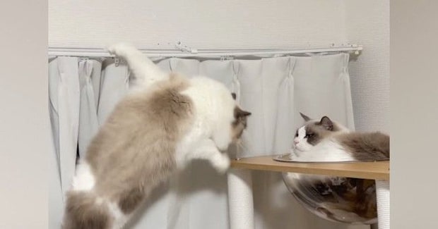 カーテンレールにしがみつく猫→少し離れたキャットタワーへ移ろうとして…「声出たw」「めちゃめちゃ笑った」まさかの光景が35万再生