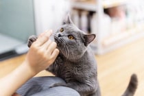 猫に『おやつ』をあげるのに適したタイミング5選　時間や回数はどうしたらいい？避けるべき与え方も
