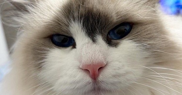 ふわふわの長毛猫→立派に成長した『耳毛』を軽く整えると…まさかの光景に「ぱっと見本体がどっちか分からんw」「えーツノみたい」と話題に