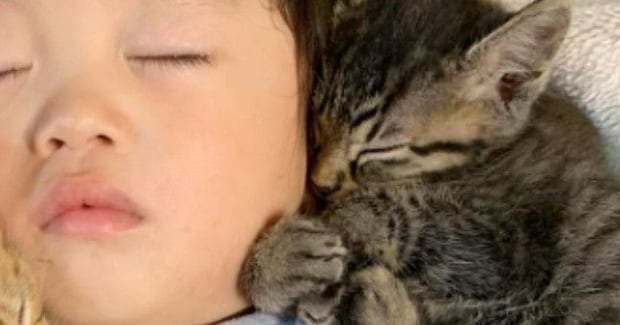 ソファを見たら、『赤ちゃんと子猫たち』が集まっていて…とんでもなく尊い『お昼寝の様子』に2万いいね「反則級の可愛さ」「幸せしかない」
