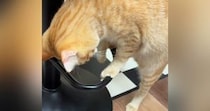 輪っかの部分を掴んだ茶トラ猫…ぐるんと一回転する『まさかの光景』が737万再生「表情が面白さを物語ってるｗ」「賢すぎるしかわいいｗ」