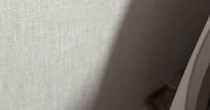 掃除機をかけていると、『狭い隙間』に…猫たちがとった『可愛すぎる行動』に癒される人が続出「重なってるｗｗ」「笑っちゃったｗ」
