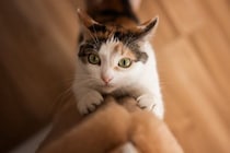 猫を飼うなら覚悟したい『ネガティブ』な瞬間5選　よくある困りごとや上手な向き合い方