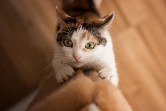 猫を飼うなら覚悟したい『ネガティブ』な瞬間5選 よくある困りごとや上手な向き合い方