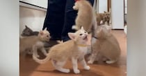 ごはんの準備を始めると、『子猫たち』が…想像を超える『全力アピール』に「地獄のような天国ｗ」「体に貼り付けるｗｗ」と爆笑の声続出