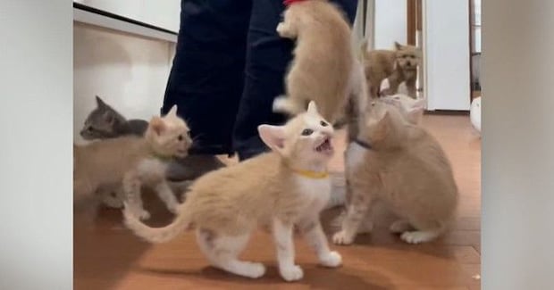 ごはんの準備を始めると、『子猫たち』が…想像を超える『全力アピール』に「地獄のような天国w」「体に貼り付けるww」と爆笑の声続出