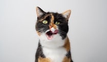 猫に食べさせてはいけない『危険な食材』4選　誤飲した場合のリスクや取るべき対処法も解説